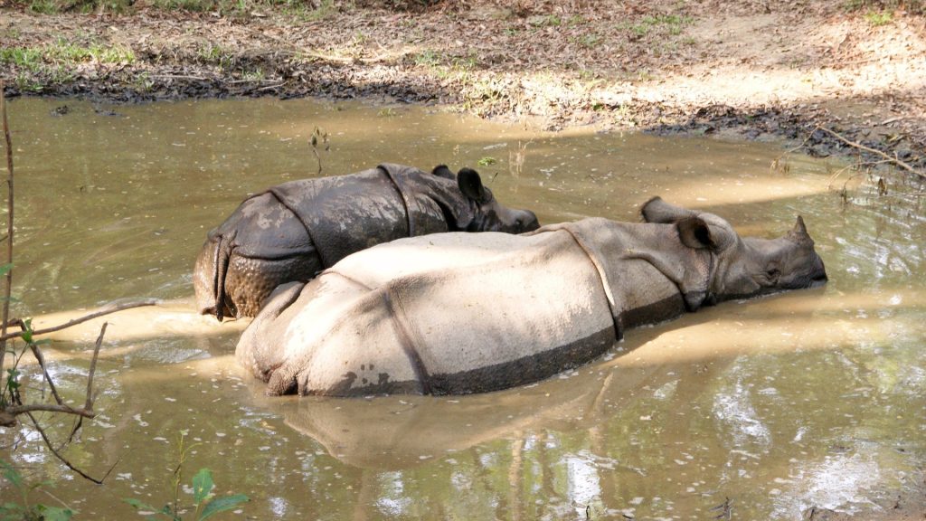 Rhinoceros in Chitwan National Park